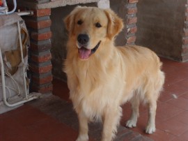 Buddy